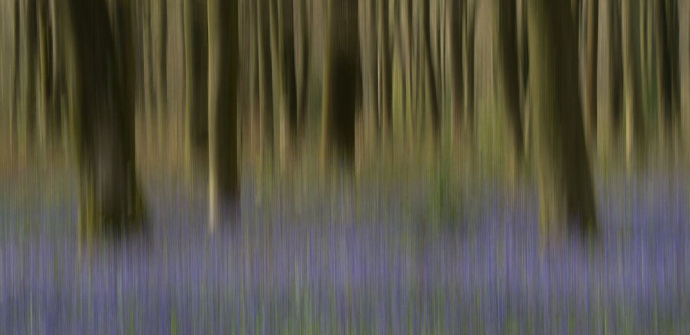Micheldever Wood  Hampshire Bluebell Wood 2